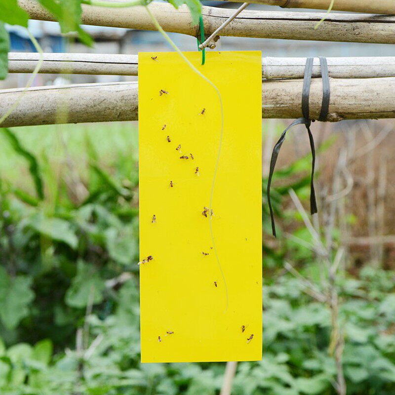 双面粘虫板诱虫板黄色灭小飞虫杀果蝇针蜂粘板家用果园强力诱虫剂