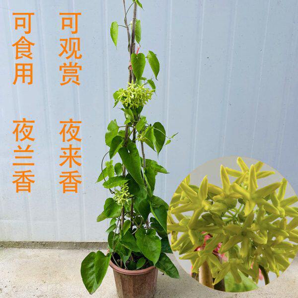 食用夜香花 爬藤夜兰香苗藤本夜来香花菜 驱蚊植物千里香夜兰花盆
