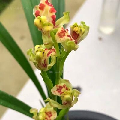 四季兰建兰彩云追月紫凝仙山红满堂红秋雪室内客厅浓香兰花名贵花