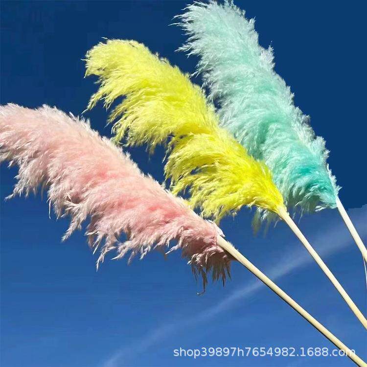 蒲苇干花毛大灰芦蒲苇DLW-8婚庆装饰北欧风大芦小苇干花苇厂家