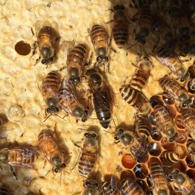 高产蜂王蜜蜂中蜂种蜂王开产新蜂王良种高产繁殖快产蜜多强群蜂王