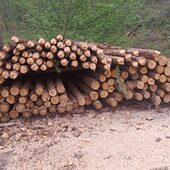 杉木桩原木打桩木景观绿化树木支撑杉木杆河道护坡圆木实木打桩木