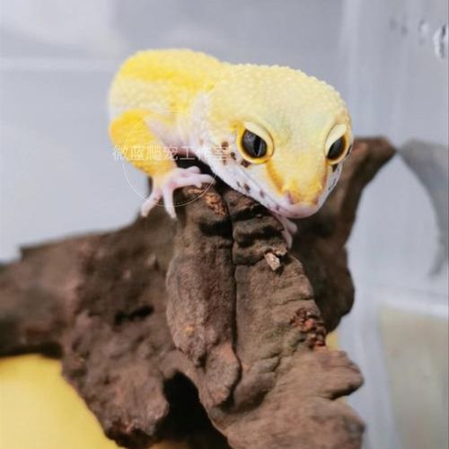 豹纹守宫人工繁育成体亚成苗子无毒不F咬可爱温顺蜥蜴网红大眼肥