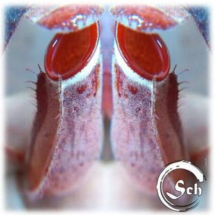 【清凉一夏】红白环猪笼草 稳定出笼白环特征明显低地猪