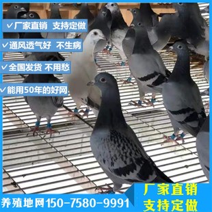 养殖地网 鸽舍漏粪板o 镀锌地网 赛鸽养殖地排子 动物养殖场地板