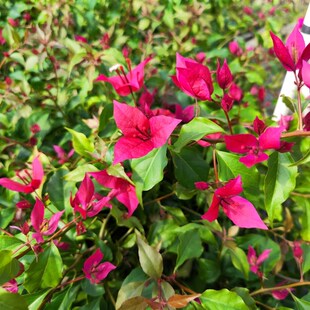 紫红桑巴三角梅