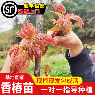 食用香椿树苗红油绿油香椿苗树盆栽地栽南北方种植庭院水果树果苗