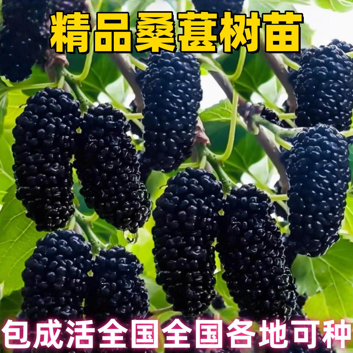 桑葚树苗嫁接桑葚苗南北方种植耐寒黑桑葚树苗养蚕桑树苗当年结果