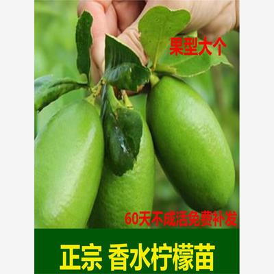 柠檬树树苗盆栽香水果带