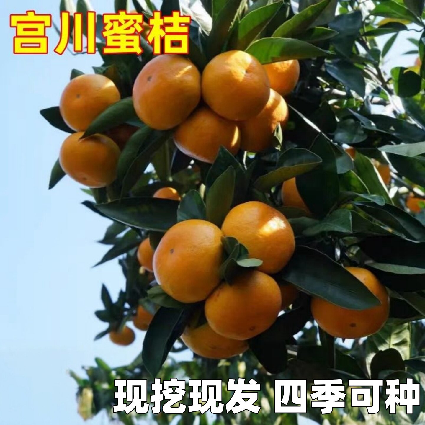 蜜橘树苗宫川蜜桔果树苗无核蜜桔苗嫁接桔子苗南北方庭院阳台栽种