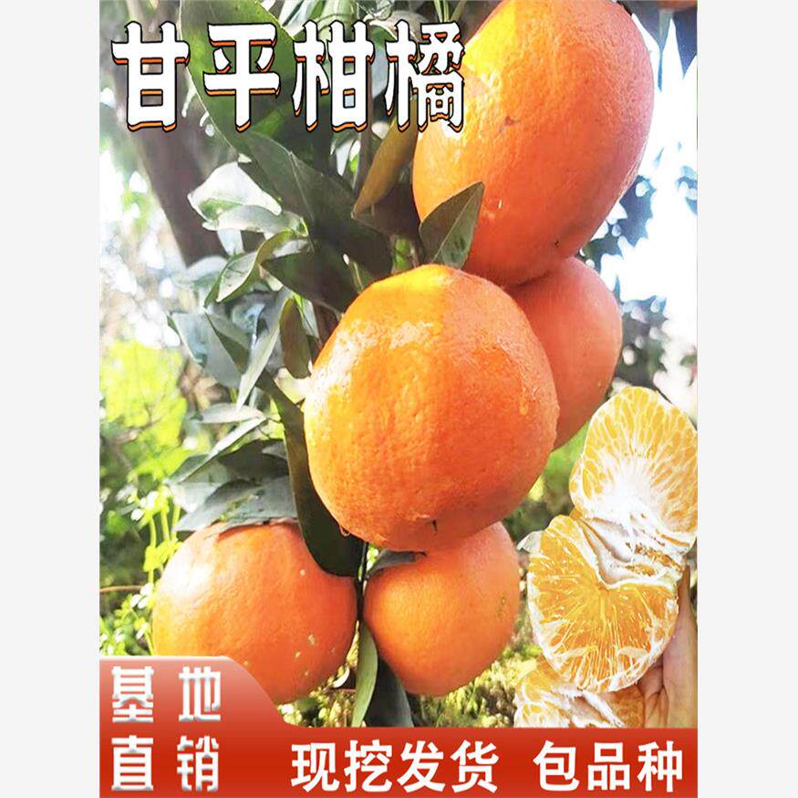 甘平柑橘苗庭院南方地栽树苗耐寒桔子果苗盆栽嫁接橘子树当年结果