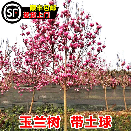 红白紫黄广玉兰花树苗带