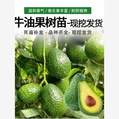 云南牛油果嫁接苗哈斯树