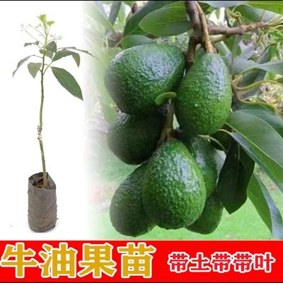 云南牛油果嫁接苗哈斯牛油果树苗庭院阳台盆栽南北方种植名贵果苗