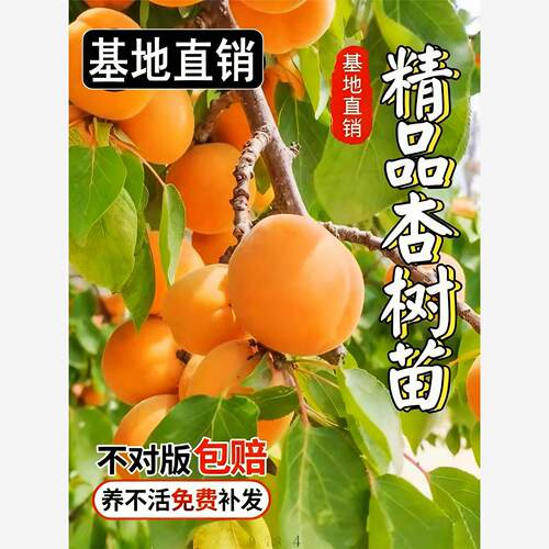 特大杏树果苗嫁接南方北