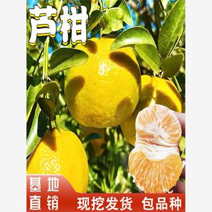 芦柑树苗南北方地载盆栽嫁接特大橘子果树果苗桔子树活苗当年结果