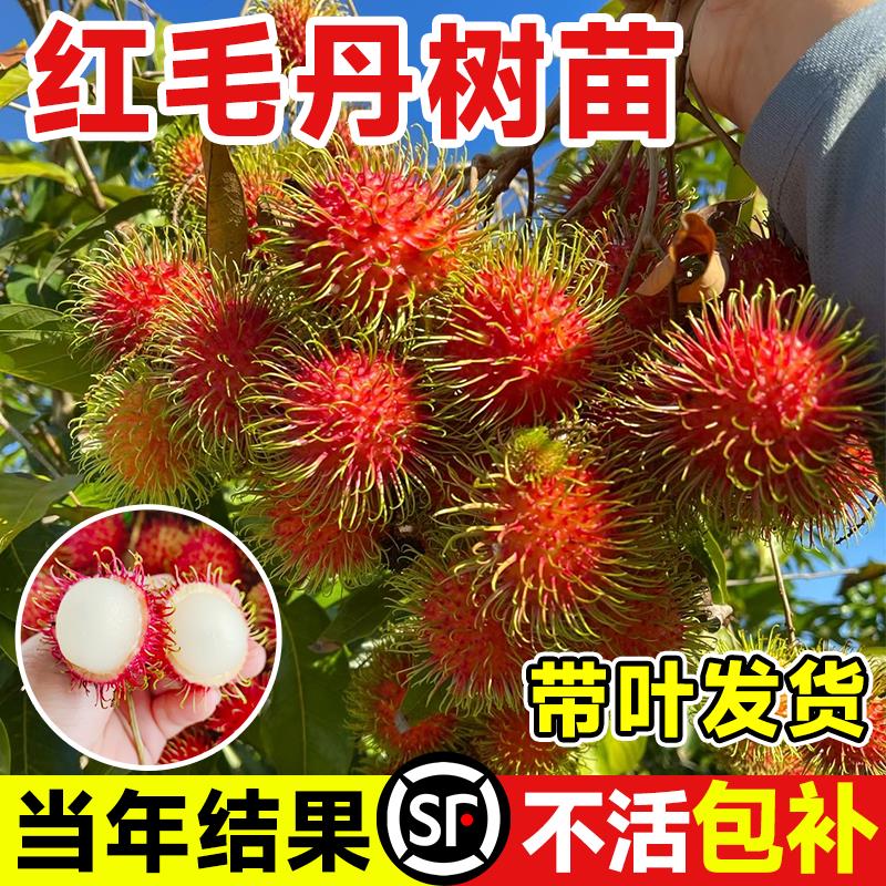 正宗嫁接红毛丹树苗南方