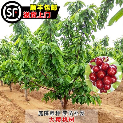 樱桃树苗特大嫁接南北方