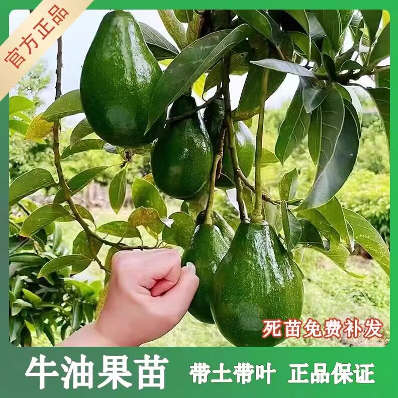 新品种牛油果树苗墨西哥鳄梨哈斯牛油果苗盆栽地栽当年结果