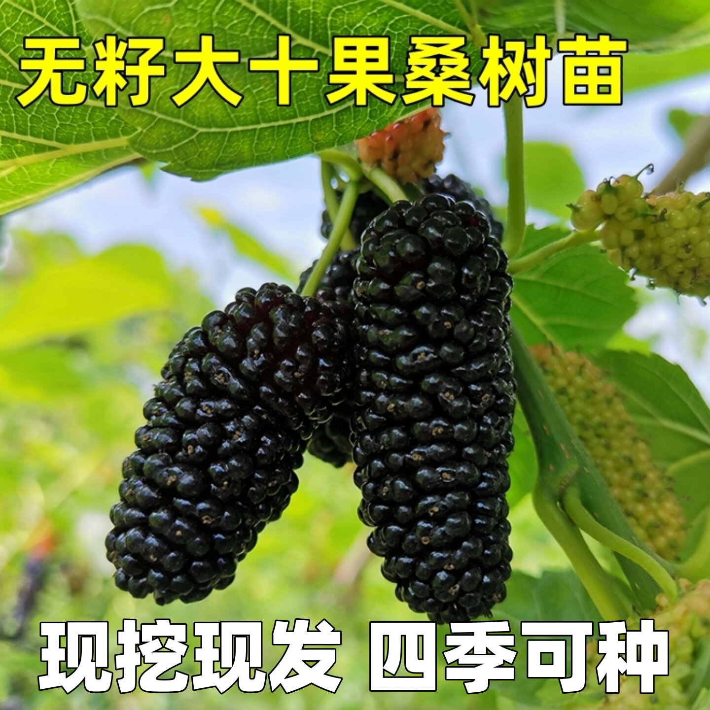 桑树苗台湾无籽大十桑果树苗嫁接桑葚树苗无籽黑桑南北方种植果苗