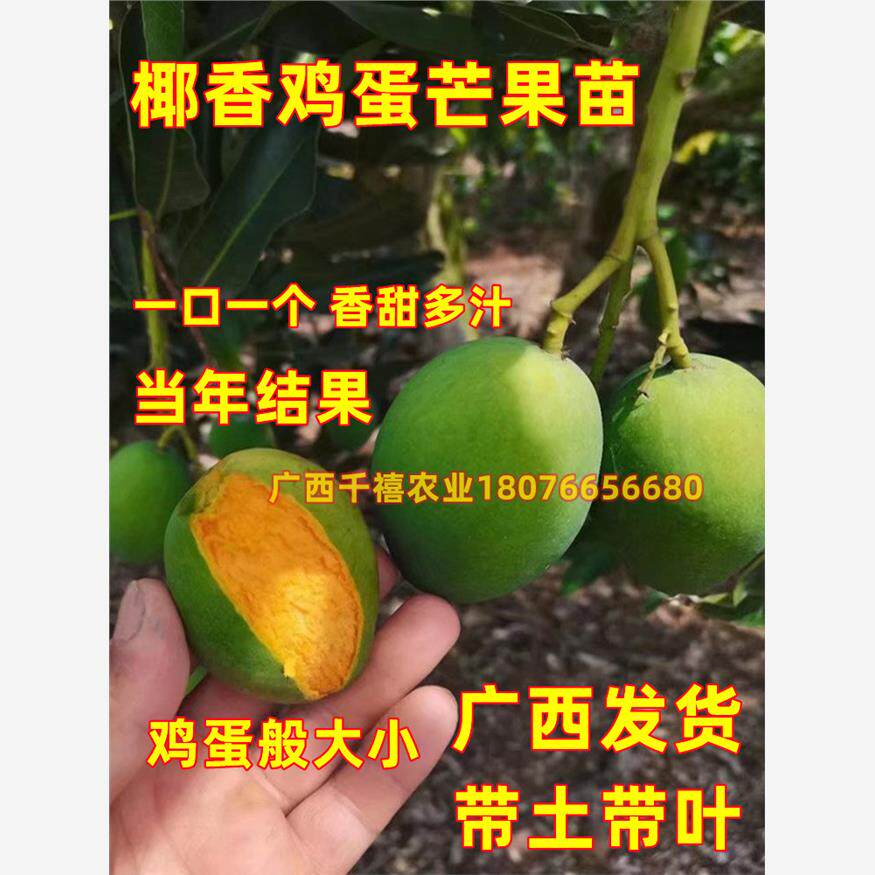 椰香鸡蛋芒果苗纯甜嫁接鸡蛋小香芒果苗当年结果阳台庭院盆栽地栽