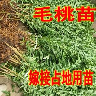 毛桃树桃树苗山桃苗野桃苗实生桃苗毛桃苗桃树砧木苗野桃苗桃原苗