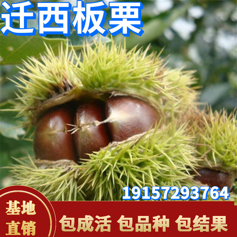 迁西板栗苗南北方种植庭