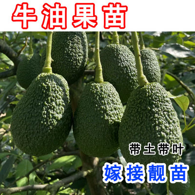 哈斯牛油果树苗嫁接博恩