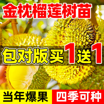 金枕榴莲树果苗南北方四季种植广西嫁接猫山王大果树盆栽当年结果