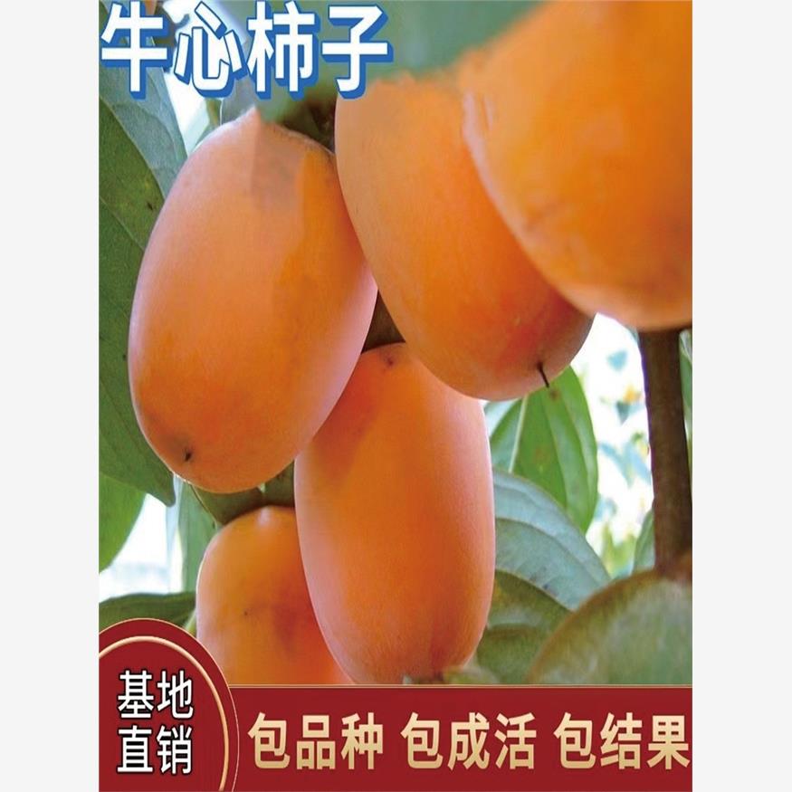 牛心柿子苗树盆栽地载嫁接苗南北方种植无核特大庭院四季当年结果