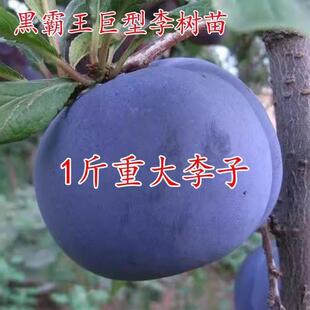 黑霸王李子苗特大晚熟李树果苗嫁接脆甜离核南方北方种植庭院盆栽