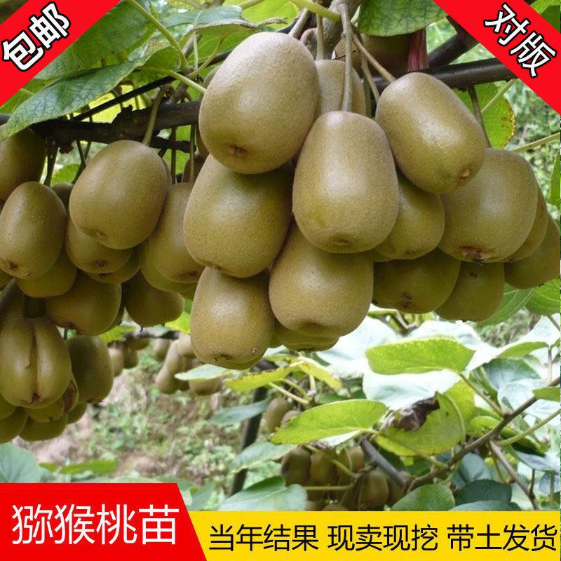 果树苗盆栽嫁接猕猴桃树苗当年结果大弥猴桃苗红阳红心弥猴桃树苗