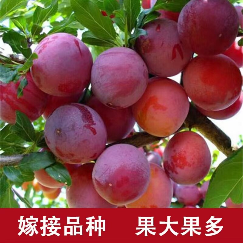 李子树苗南方北方种植嫁接红心李子苗特大黑布林三华蜂糖李子树苗
