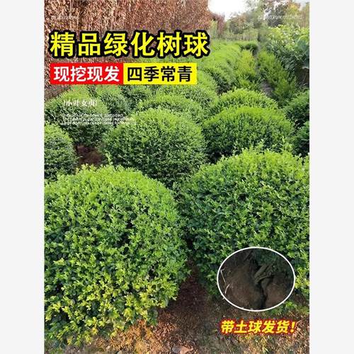 冬青球红叶石楠树苗庭院