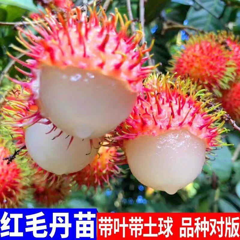 海南正宗嫁接红毛丹树苗南北方种植庭院盆栽名贵水果红毛丹嫁接苗