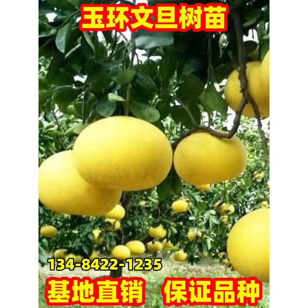 嫁接柚子树苗特大玉环文旦柚子树苗南方北方种植盆栽地栽庭院阳台