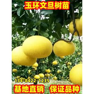 嫁接柚子树苗特大玉环文旦柚子树苗南方北方种植盆栽地栽庭院阳台