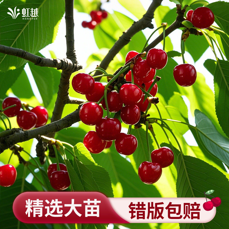 云雾红樱桃红妃樱桃车厘子地栽盆栽矮化果树果苗南方种植