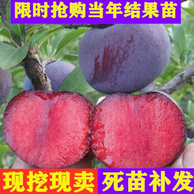 嫁接蜂糖李子树苗脱骨李苗四川贵州脆李子苗南北方种植当年结果