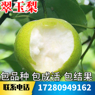 翠玉梨树果苗南北方地栽种植耐寒特大果树盆栽嫁接早晚熟当年结果