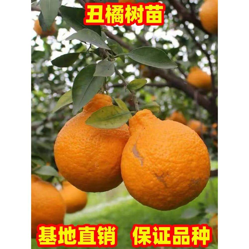 橘子果树果苗不知火丑橘树苗南北方庭院阳台盆栽地栽特大柑橘树苗