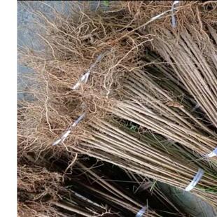 桃树苗毛桃实生苗占地苗桃树直生苗