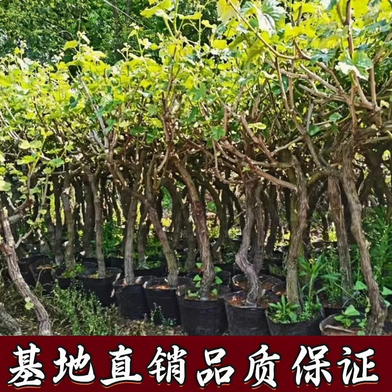 白玉葡萄树苗南北方庭院地栽盆栽嫁接果树苗提子无核耐寒当年结果
