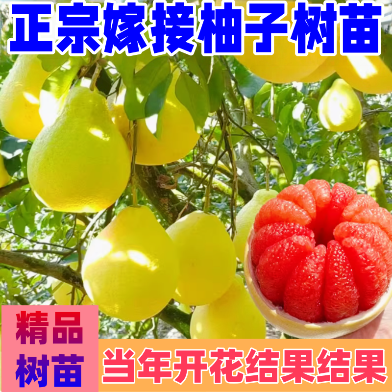 柚子树苗沙田柚树苗暹罗红柚苗矮化嫁接特大果文旦红心柚当年结果