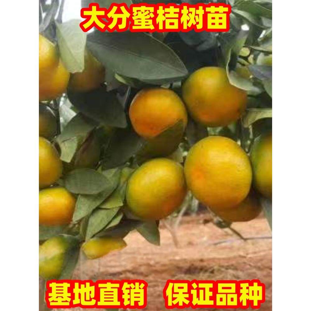 蜜桔树苗特早熟大分蜜橘苗盆栽地栽南北方种植特大桔子树现挖现发