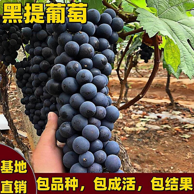 黑提葡萄树苗南北方种植爬藤嫁接果树苗特大号无籽核耐寒当年结果