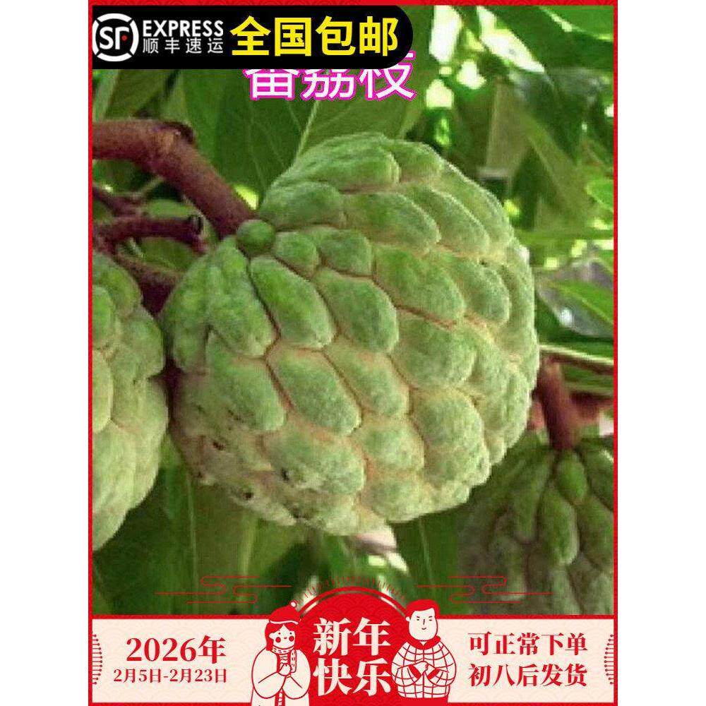 本地番鬼荔枝苗番荔枝味道香浓佛陀果佛头果树苗15年老店