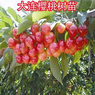 樱桃果树果苗嫁接大连樱桃树苗南方北方庭院阳台盆栽地栽樱桃树苗