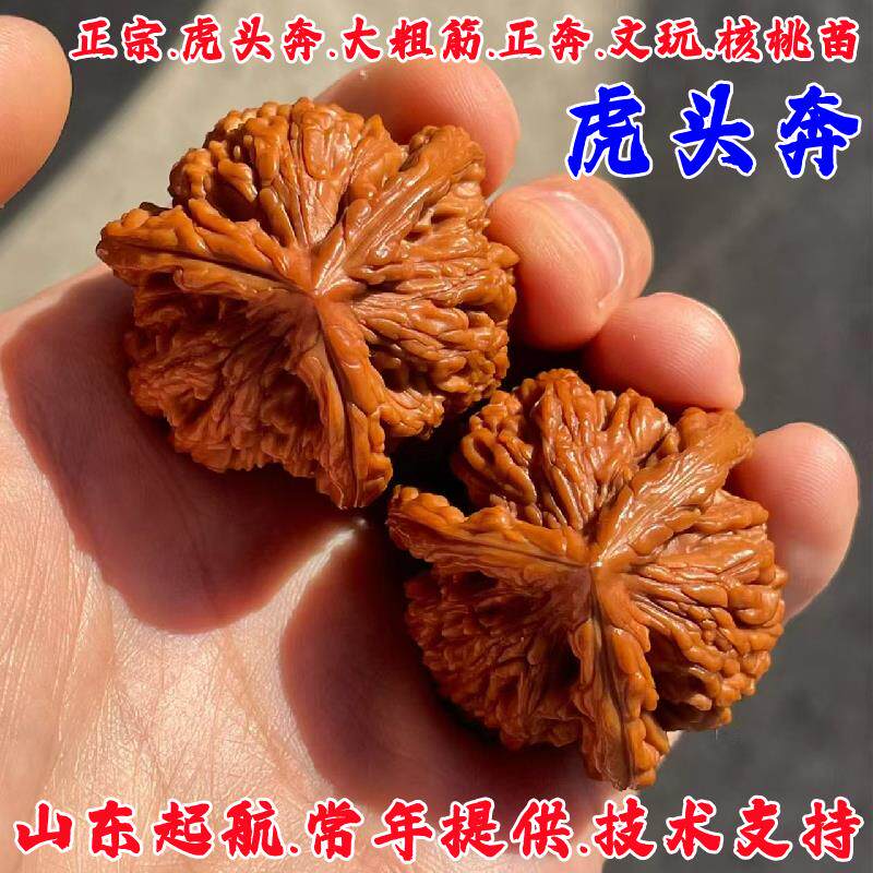 虎头奔三棱文玩核桃树苗盆栽庭院正奔大奔盘龙麻核桃苗南北方种植