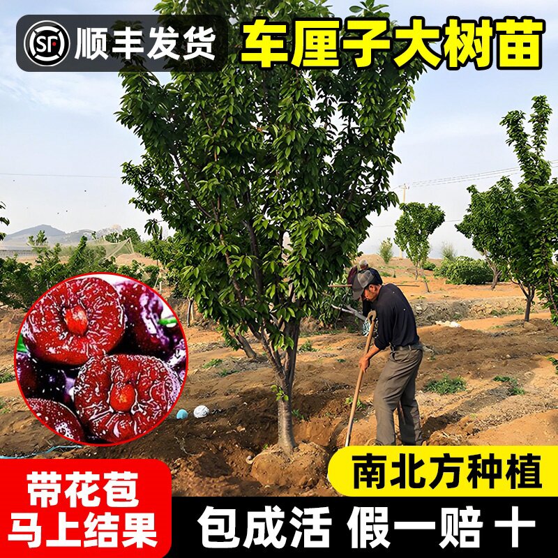 大樱桃树苗特大号南北方种植正宗樱桃树黑珍珠带土球嫁接庭院果树